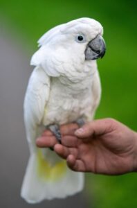 parrots in australia